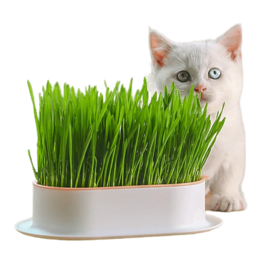 Grow Cat Grass (Only Box)